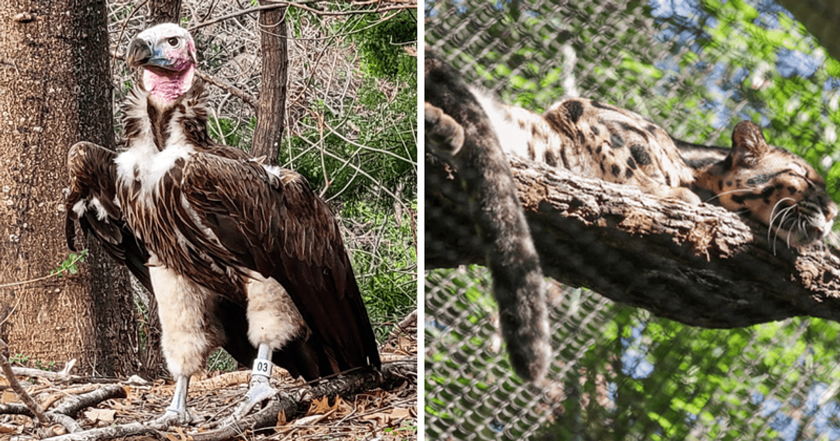 Dallas Zoo offers $10,000 reward after unusual death of endangered vulture and other concerning incidents