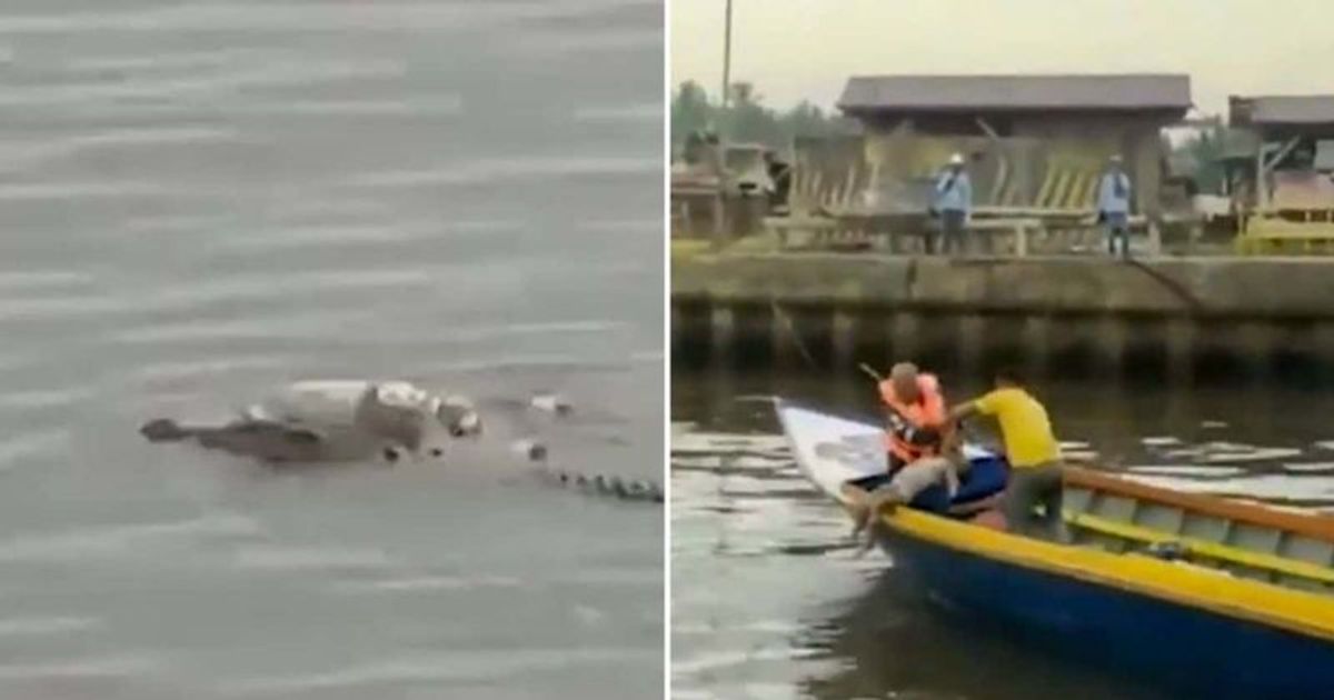 'Everything was intact': Crocodile 'aids' rescue team by retrieving intact body of drowned boy
