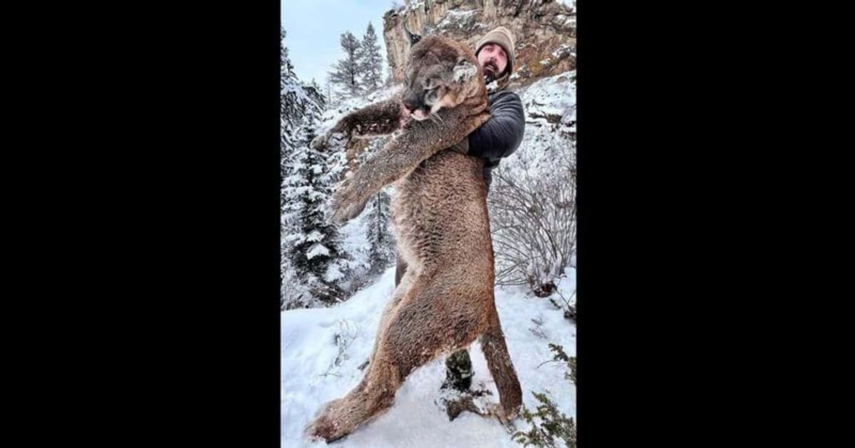 ‘I’m gonna eat that cat’: Ex-NFL star Derek Wolfe says he drew flak after killing mountain lion legally