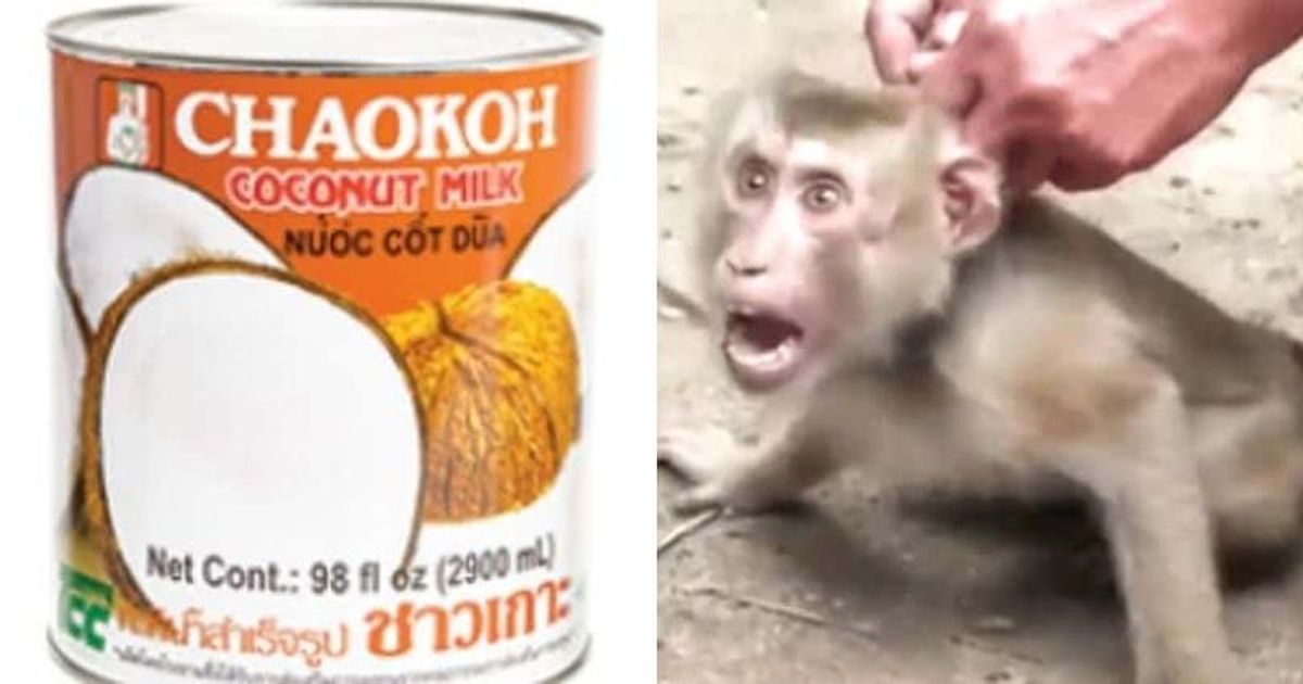 Who owns Chaokoh? Forced MONKEY LABOR accusation forces Costco to drop