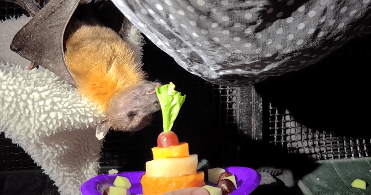 Who is Statler? Meet the oldest living bat in captivity that has(02)