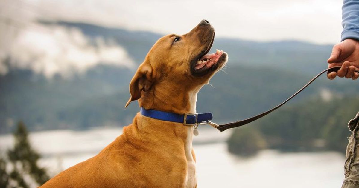 Is Seresto flea collar killing your pets? Popular brand linked to nearly 1,700 cat and dog