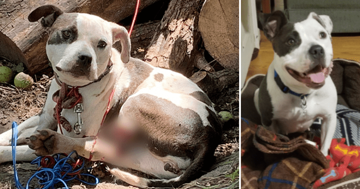 Neglected pitbull who chewed off leg to escape painful tether has found