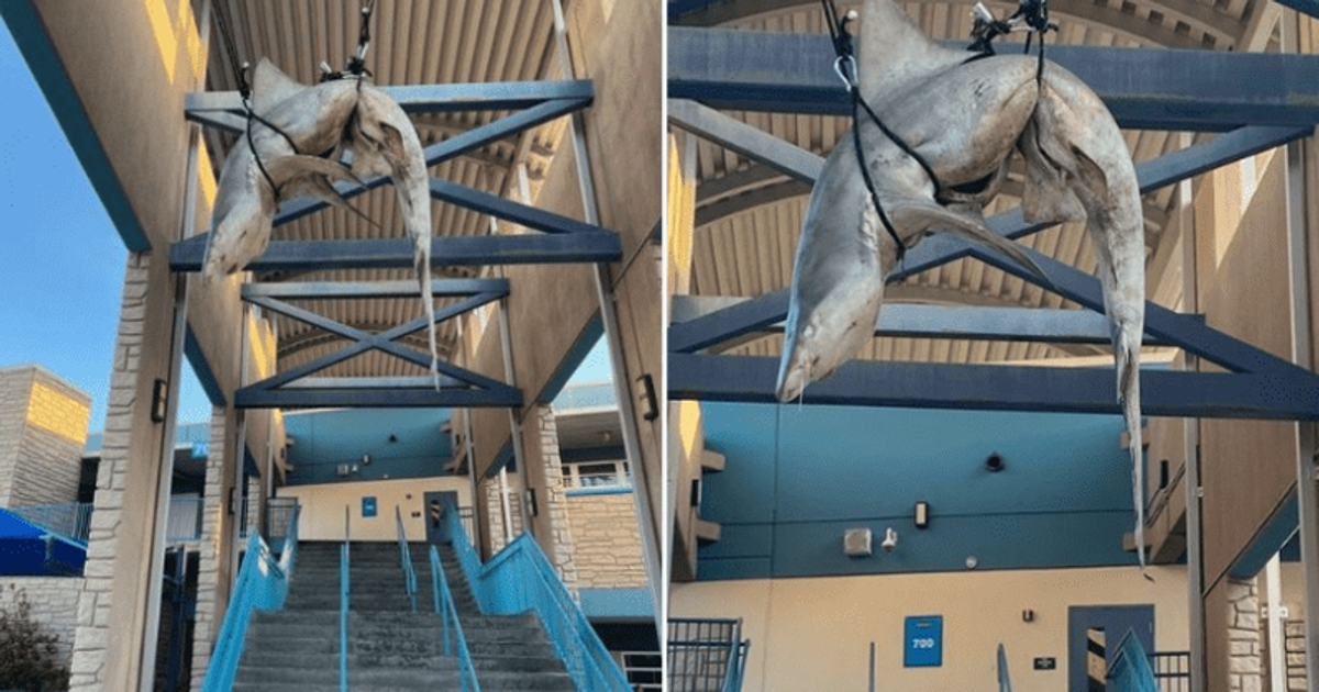 Dead shark hung from rafters at Ponte Vedra High School in DISGUSTING