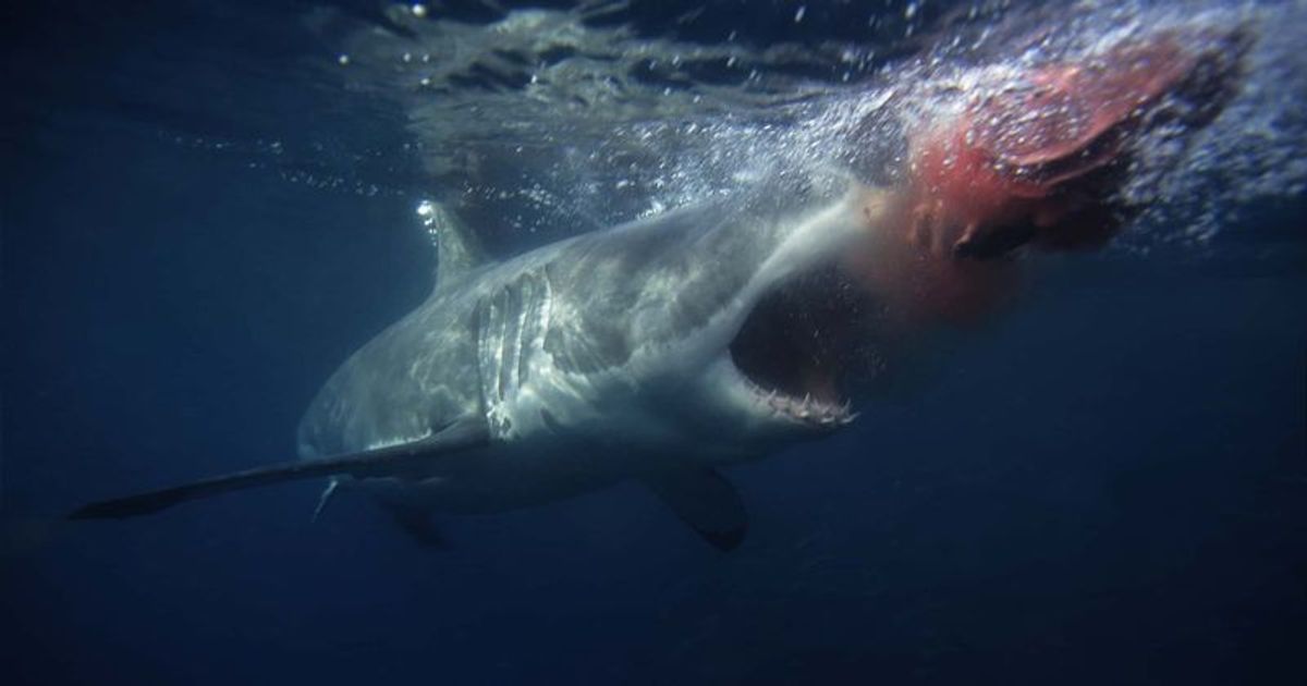 Florida teen hospitalized after possible shark attack just 60 miles