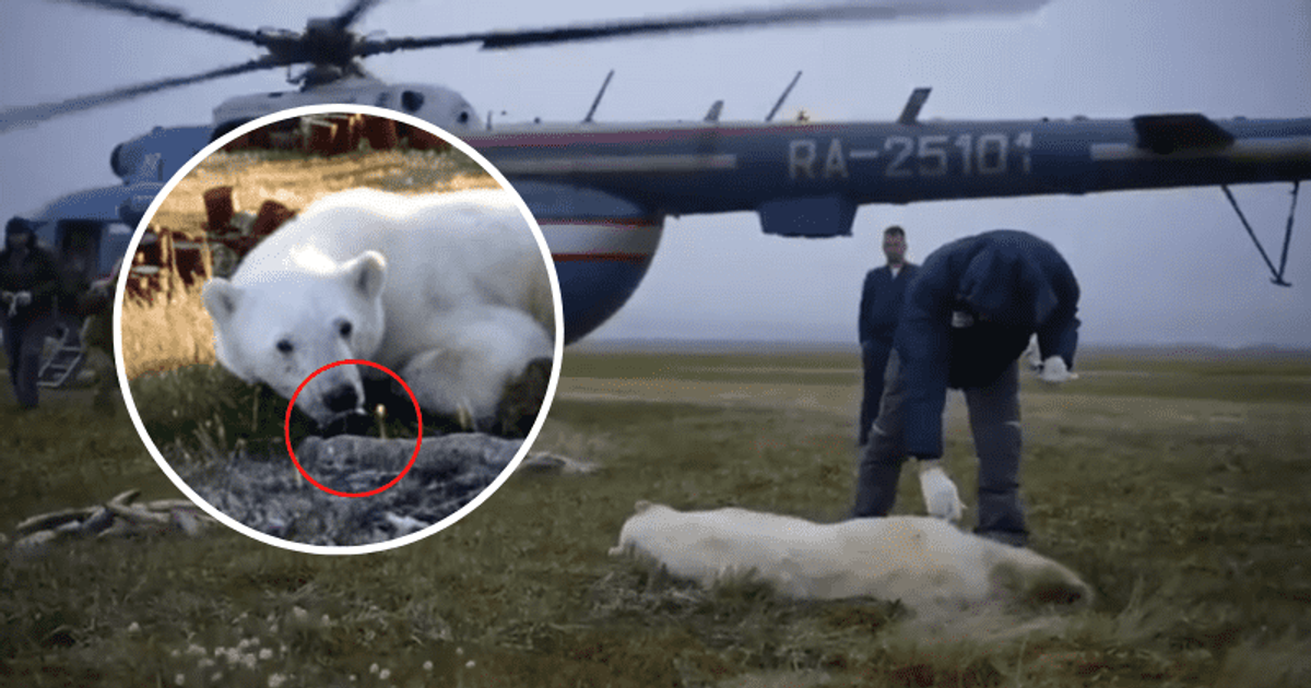 Amazing video shows rescue of polar bear whose tongue was stuck in can