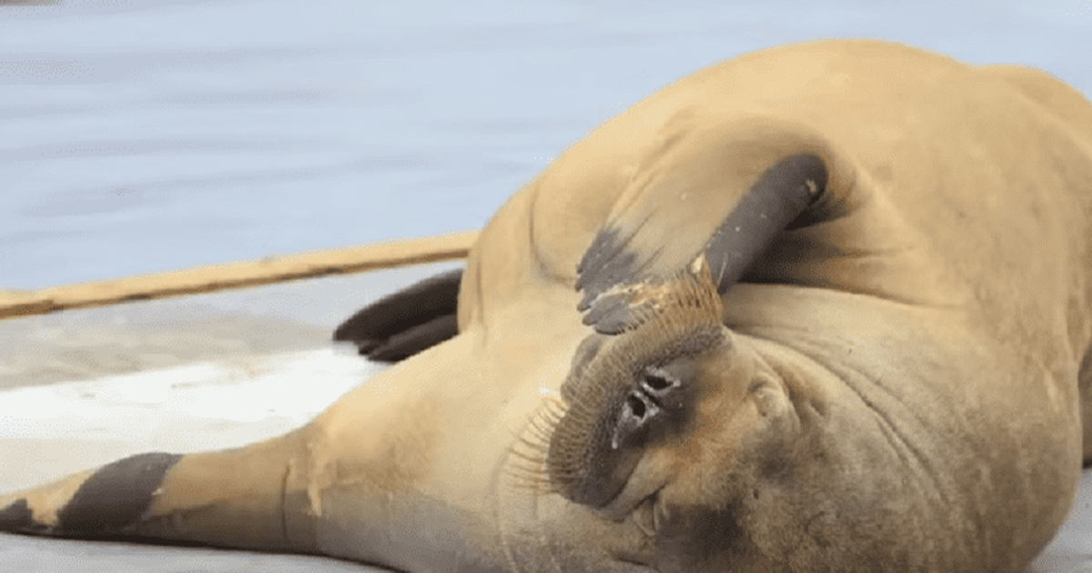 Freya the sunbathing walrus put down over public safety concerns after
