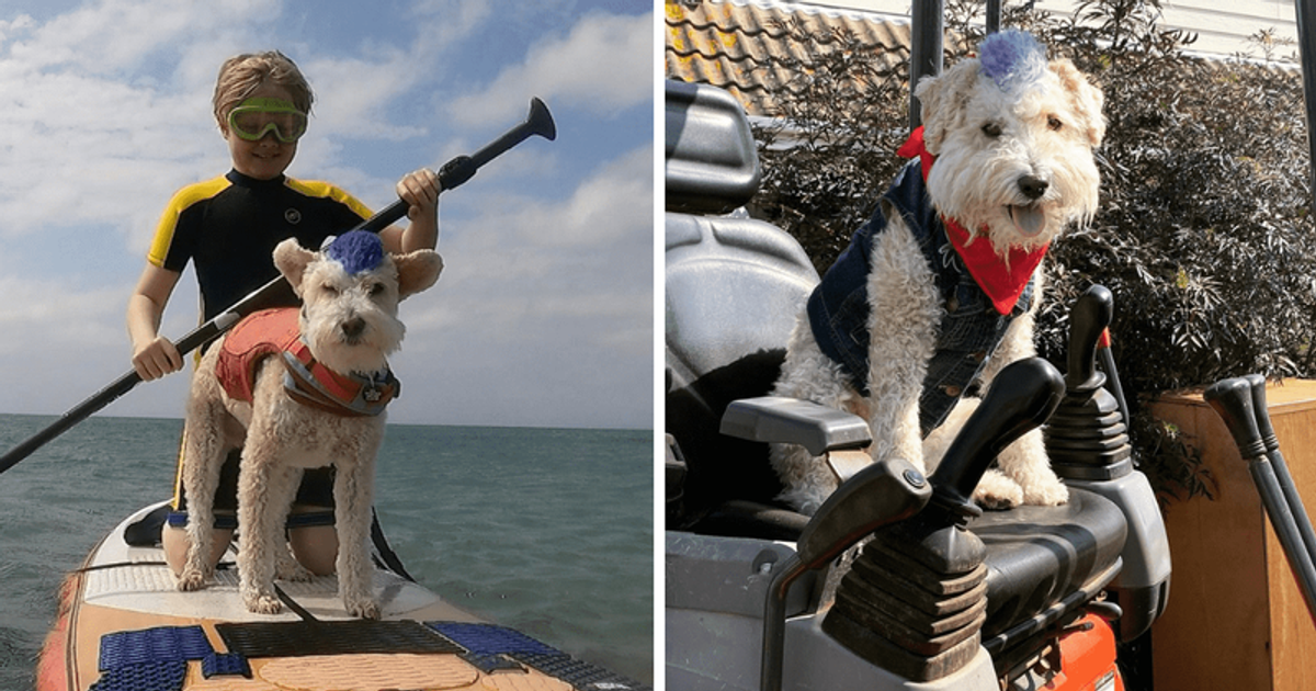 Scooter the therapy dog with a BLUE MOHAWK helps put a smile on people's faces through surfing