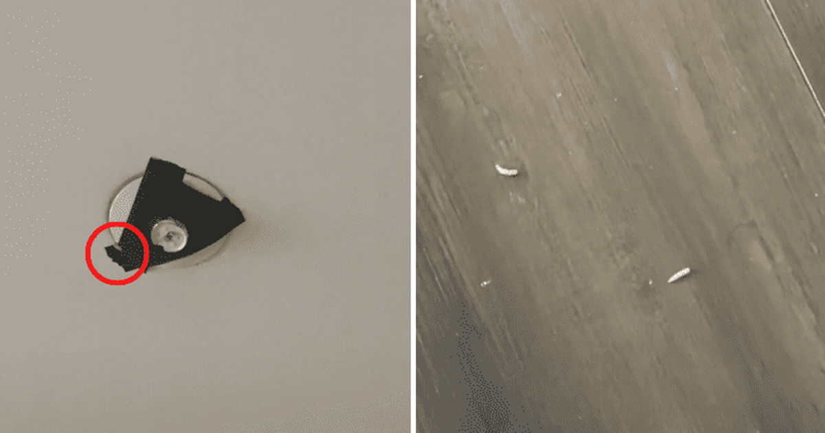 Maggots keep falling on woman's head from her ceiling, six days later