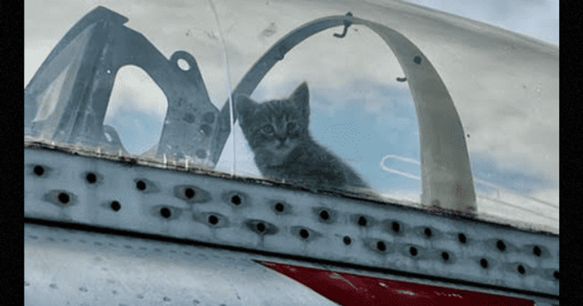 NC aviation museum rescues mother cat and 5 kittens hidden inside