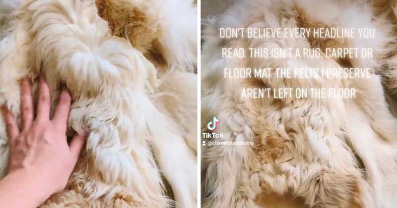 Family turns beloved dead golden retriever into rug