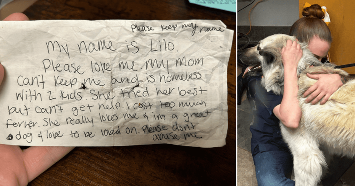'Please love me' Lilo the dog reunited with homeless owner who left