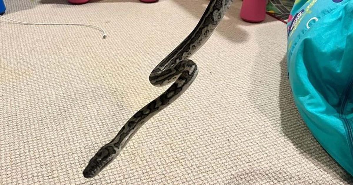 Boy ‘horrified’ as 1-meter-long non-venomous python wraps itself around ...