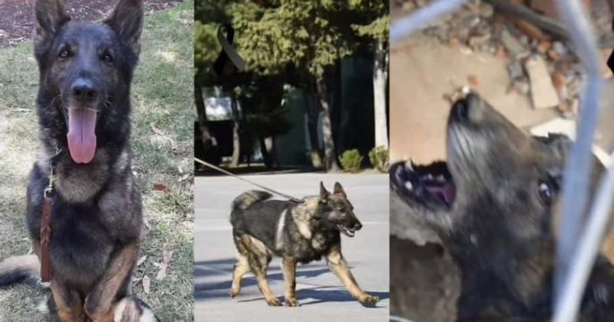 mourns rescue dog Proteo crushed to death by rubble after