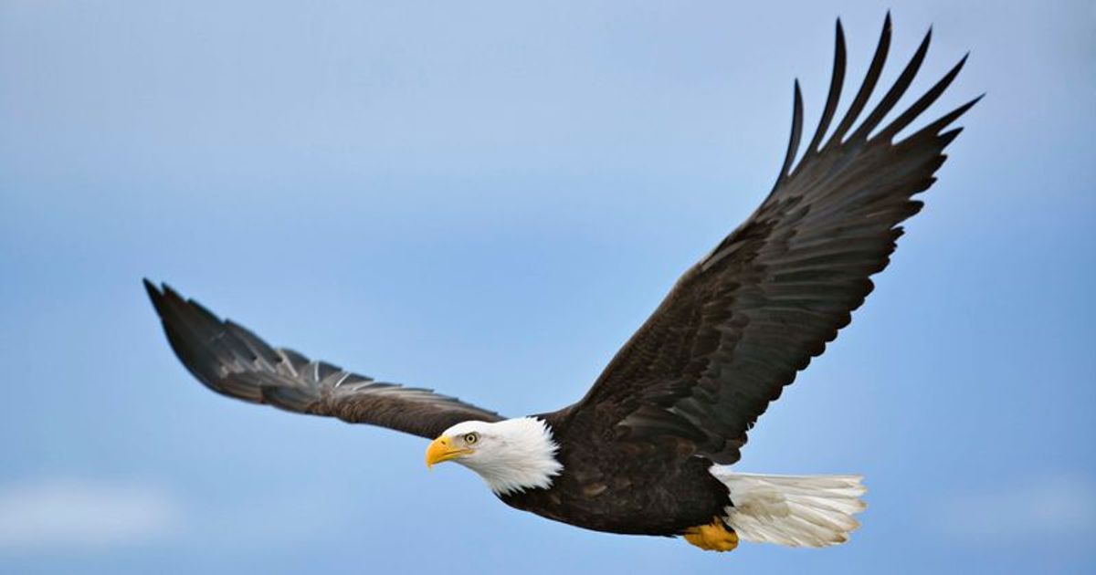 Two illegal Honduran migrants arrested for shooting down bald eagle