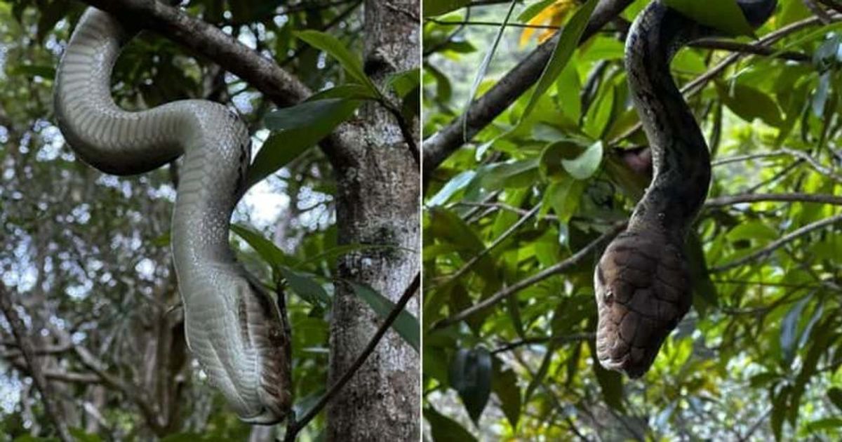 Vicious python bites man's face in wildlife photo fail | MEAWW