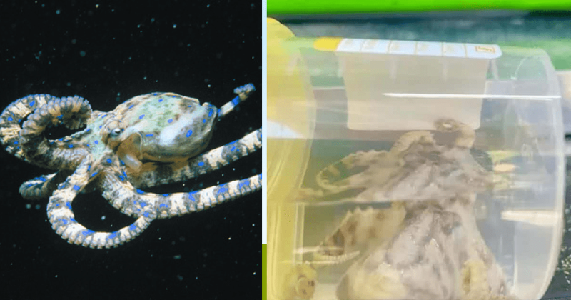 Woman bitten twice by deadly blue-ringed octopus while swimming | MEAWW