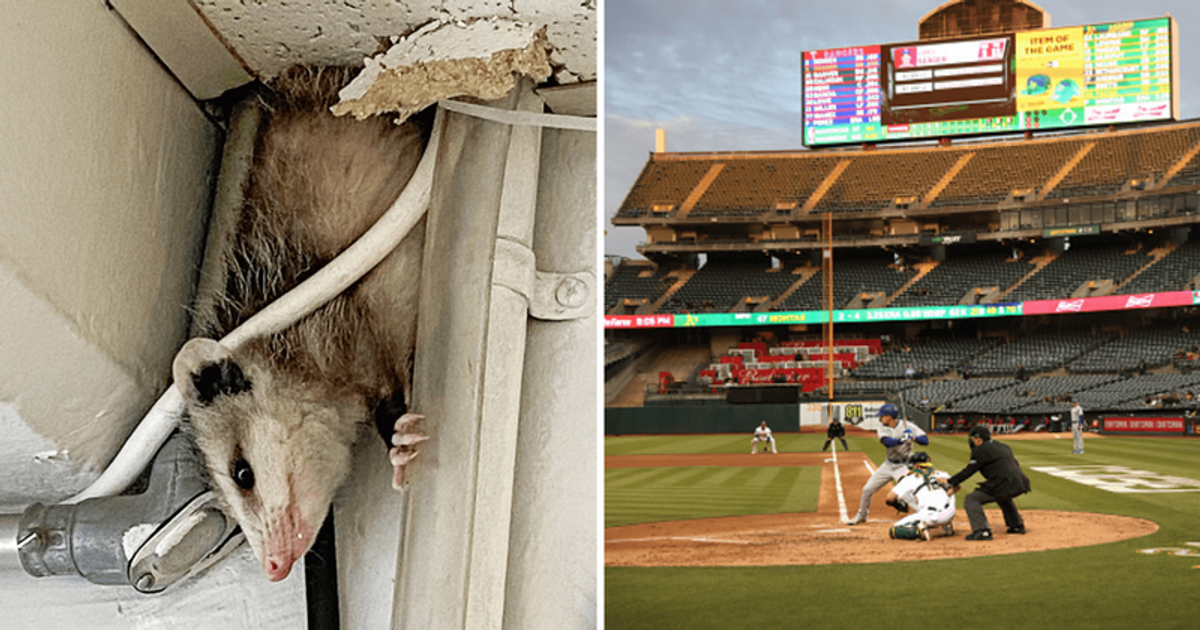 Huge possum living in walls of Oakland Coliseum causes chaos forcing