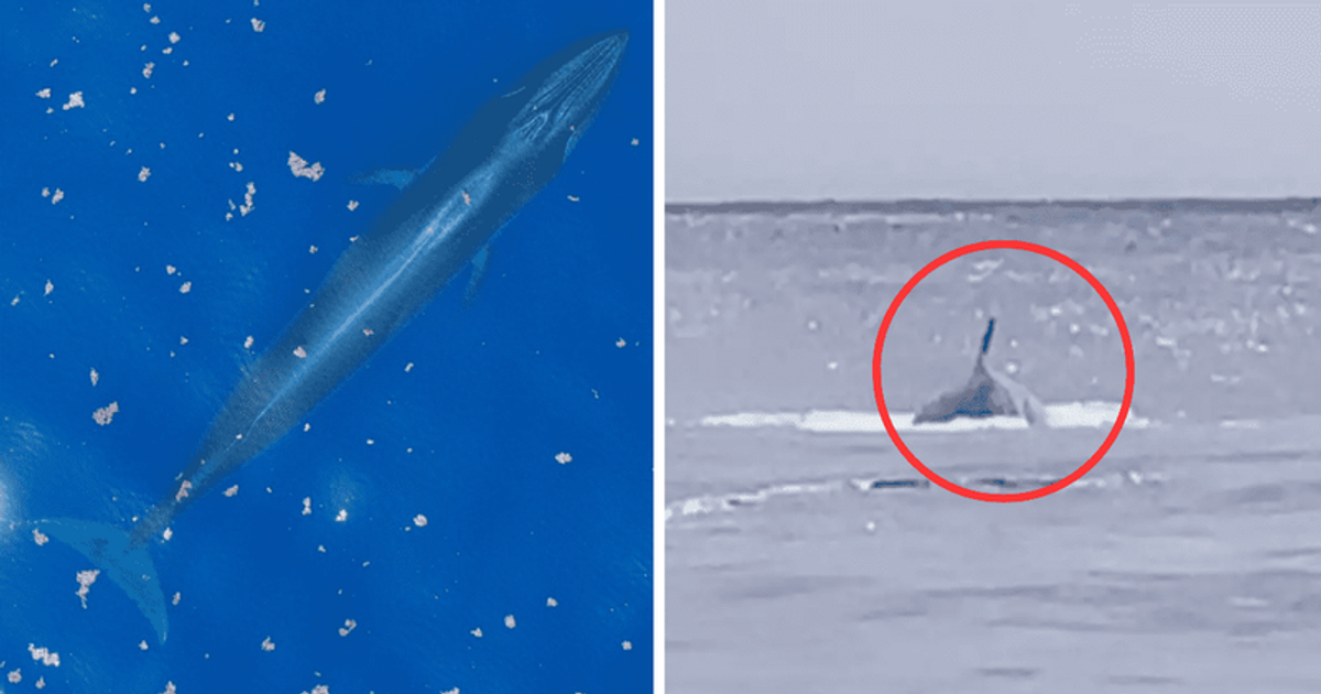 How rare are Rice's whales? Galveston gets surprise visit from 'oncein