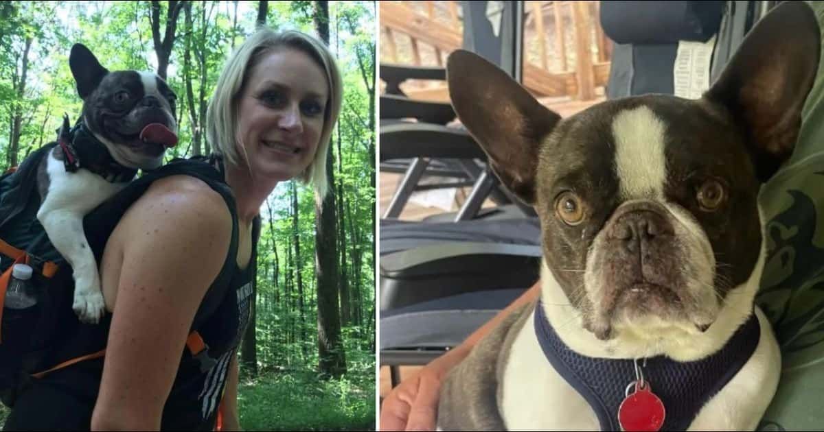 Who is Allison Gaiser? Woman charged with animal cruelty for abandoning